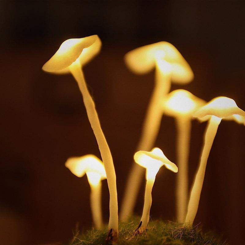 DIY Paddenstoellamp Glas Hout Batterij Tafellamp Warm Wit LED Nachtlampje Creatief Decoratief Woonkamer | Sulvida