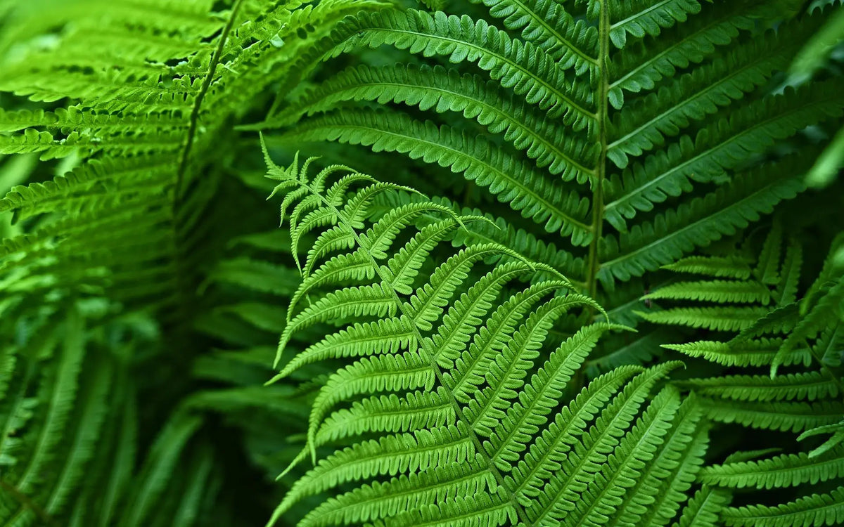 Kunstplant Bosvarens Set UV-Bestendig Waterbestendig 18 Stuks Kunstig Groen voor Binnen Buiten Wand Decoratie | Sulvida