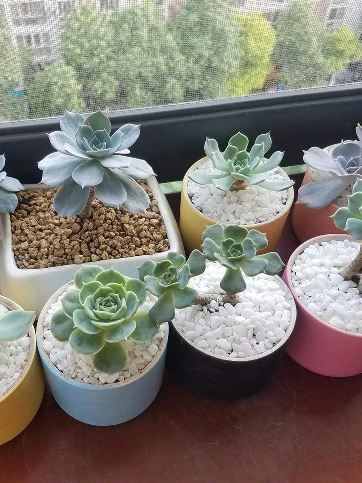 Pierres décoratives, gravier blanc pour vase, décoration, bonsaï, plantes, jardin, extérieur, cactus, intérieur | Sulvida