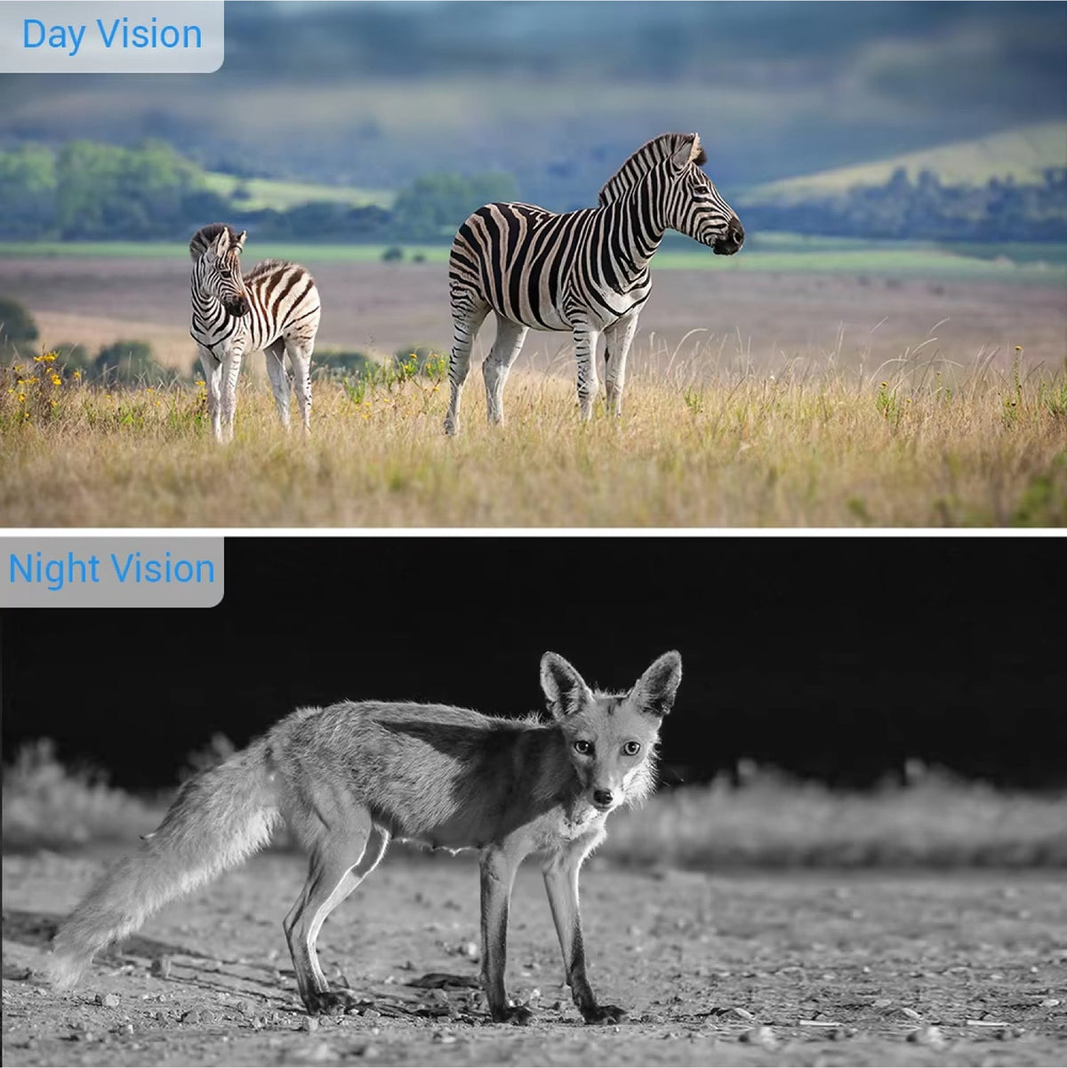 Caméra de chasse Wi-Fi avec vision nocturne, 20MP, 1080P, détection de mouvement, étanche, carte mémoire de 32GB, photographie de la nature | Sulvida