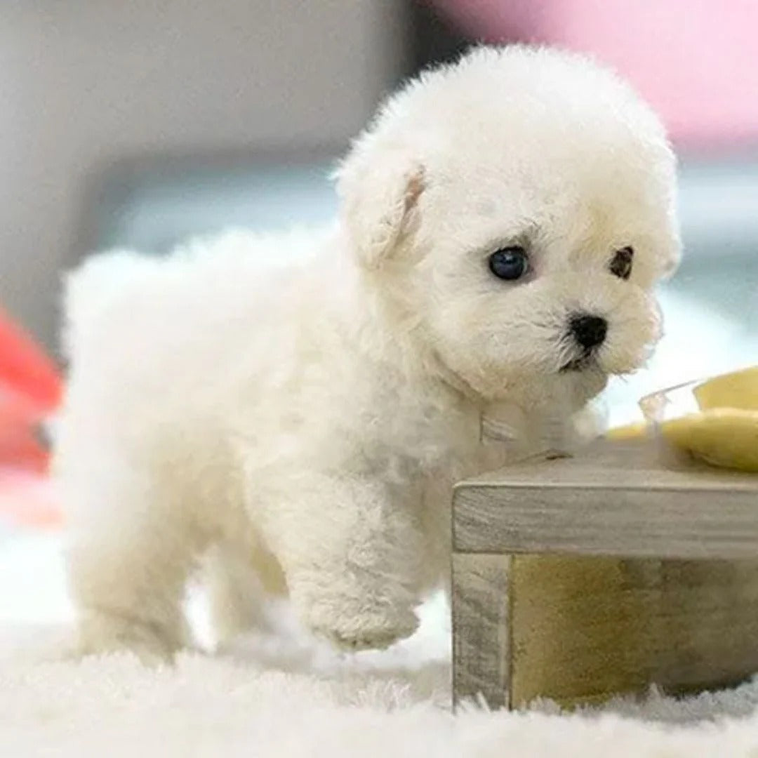 Interactieve Robotpuppy Knuffel voor Kinderen & Volwassenen – Realistisch Speelgoed Hond met Geluid en Beweging | Sulvida