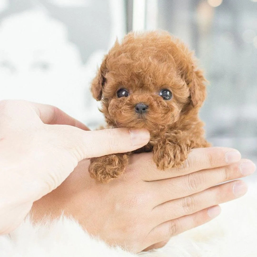Interactieve Robotpuppy Knuffel voor Kinderen & Volwassenen – Realistisch Speelgoed Hond met Geluid en Beweging | Sulvida