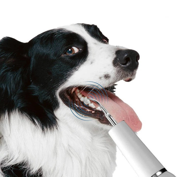 Outil ultrasonique de nettoyage des dents pour chiens, soin des animaux, électrique, 32-40 KHz, lumière LED | Sulvida