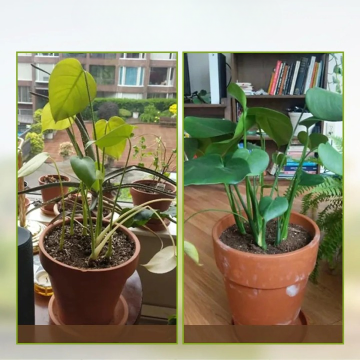 Plantenvoeding Bodemactivator Wateroplosbaar pH-Regulerend Concentraat Voor Alle Kamerplanten en Tuinplanten | Sulvida