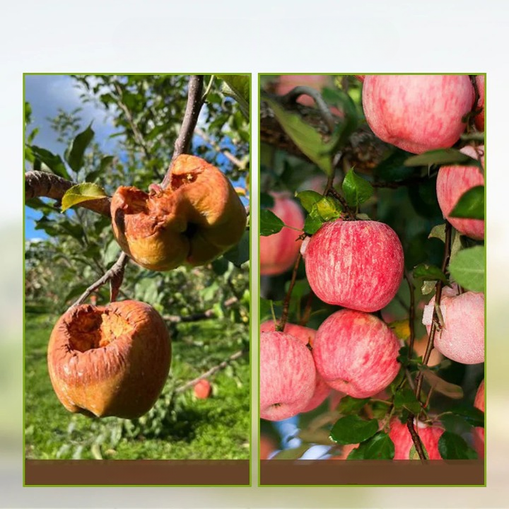 Plantenvoeding Bodemactivator Wateroplosbaar pH-Regulerend Concentraat Voor Alle Kamerplanten en Tuinplanten | Sulvida