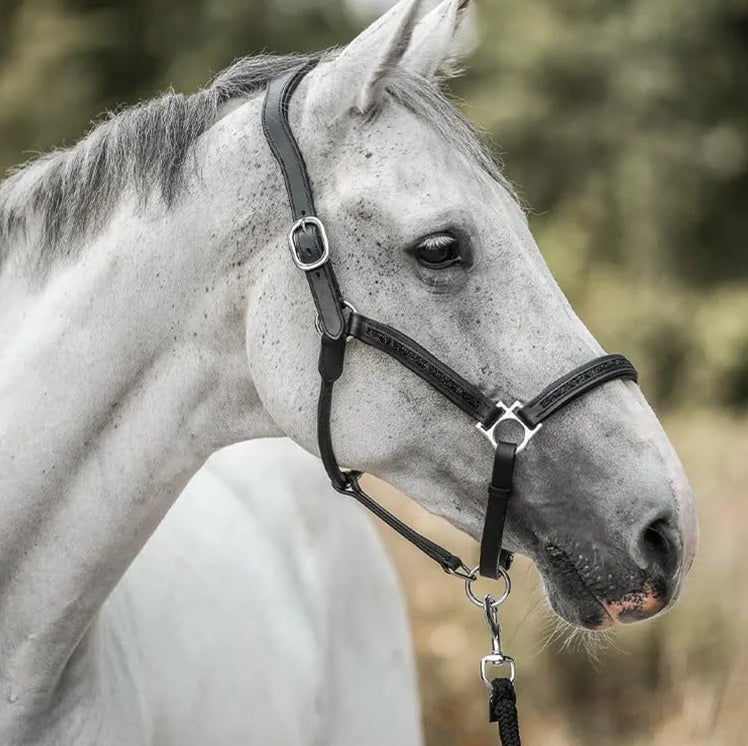Adventskalender Paardensport 24 Verrassing Luxe Verzorging Accessoires Ruiter Paard December Kalender | Sulvida