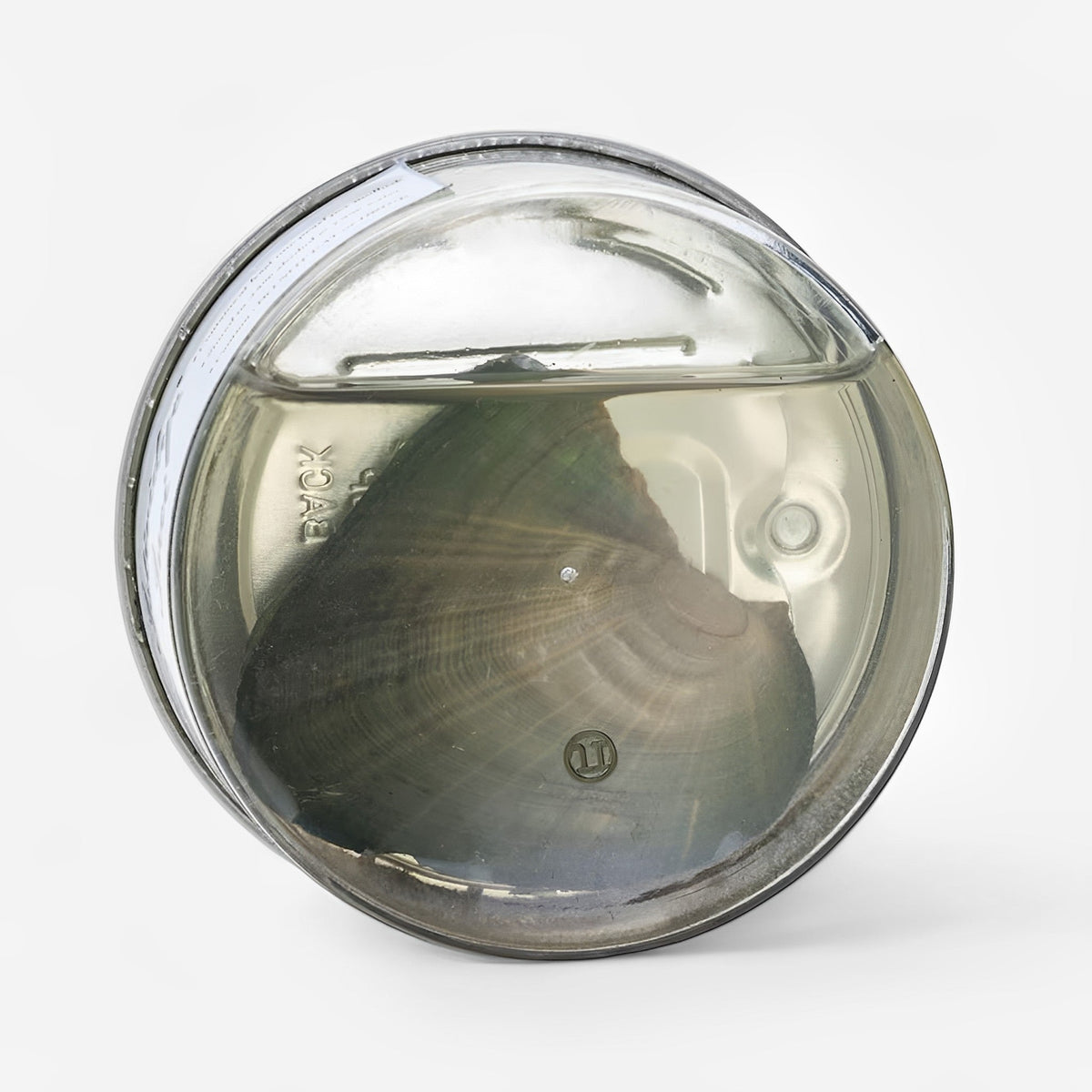 Verse oester met natuurlijke parel en 18K vergulde ketting geschenkset Thema oesterkit parelontdekking | Sulvida