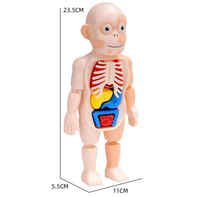 Anatomie Speelset voor Kinderen | Educatief Lichaam met Organen | Leerzaam Spel vanaf 4 Jaar | Menselijk Lichaam | Sulvida