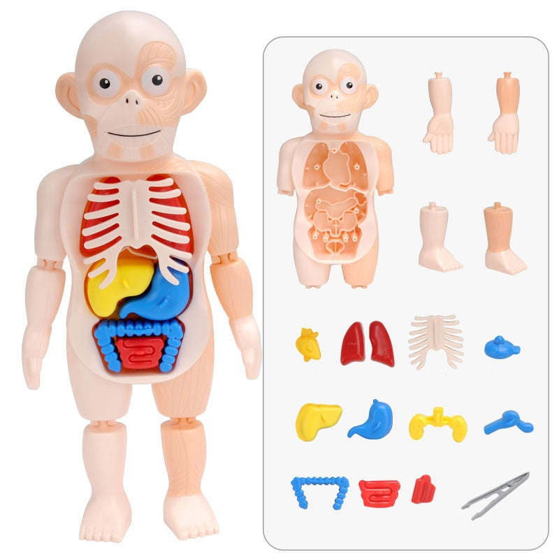 Anatomie Speelset voor Kinderen | Educatief Lichaam met Organen | Leerzaam Spel vanaf 4 Jaar | Menselijk Lichaam | Sulvida