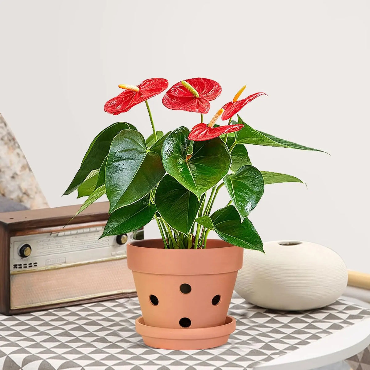 Lot de 6 pots pour orchidées en terre cuite avec trous de drainage et soucoupes, pots en argile pour plantes d’intérieur et d’extérieur | Sulvida