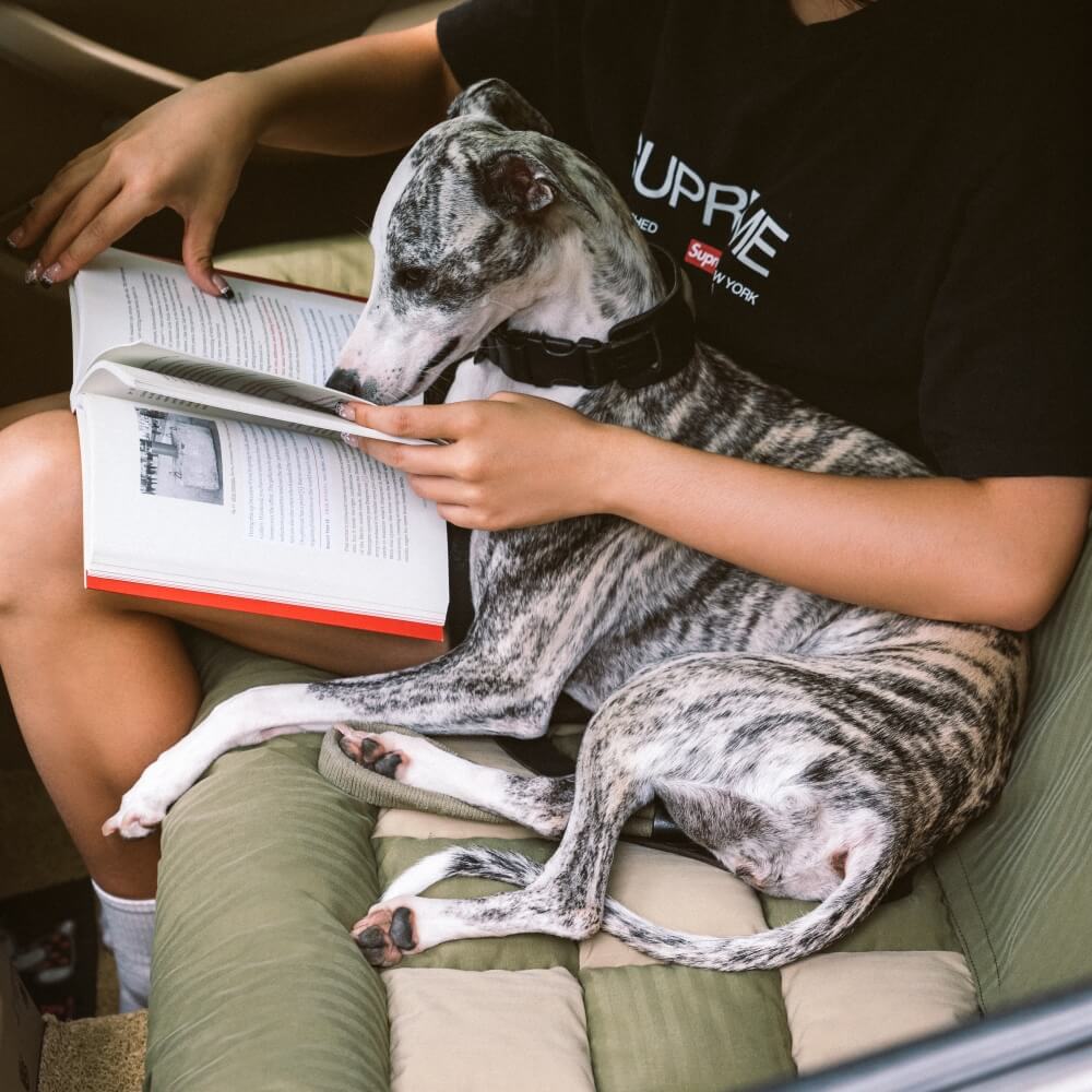 Autostoel Beschermer Hond Met Bolsters Voor Achterbank - Luxe Reiszitje Grote Honden Ruiten Design Waterafstotend | Sulvida