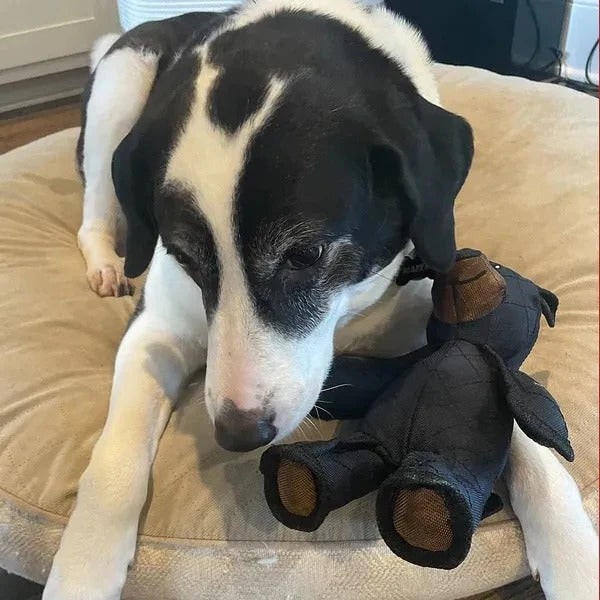 Jouet en forme d’ours pour chien en toile résistante, avec coutures renforcées, jouet à mâcher et à câliner, jouet interactif pour animal de compagnie | Sulvida