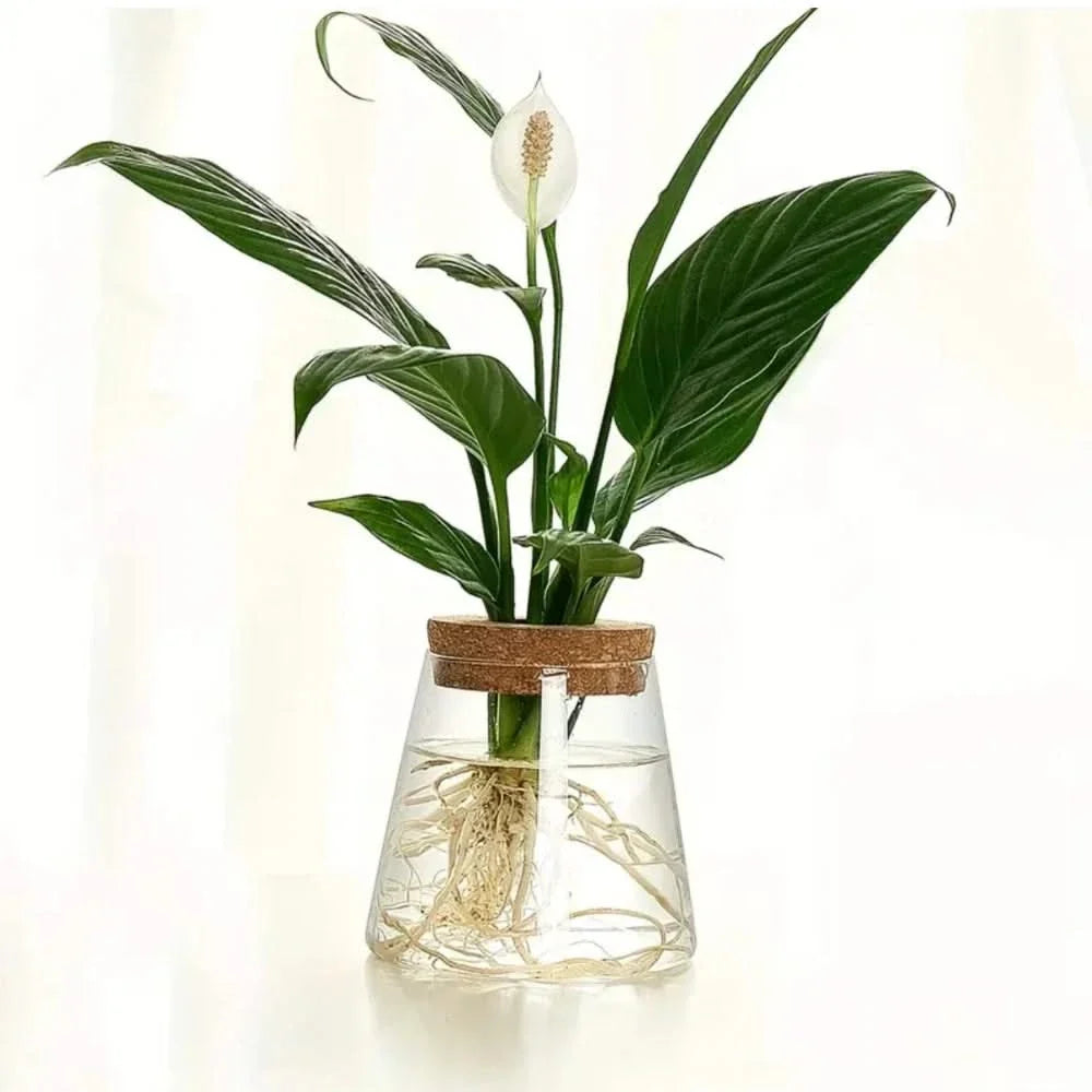 Glazen vaas hydroponische plantenhouder met kurk 400ml helder of getextureerd glas kamerplant decoratie | Sulvida