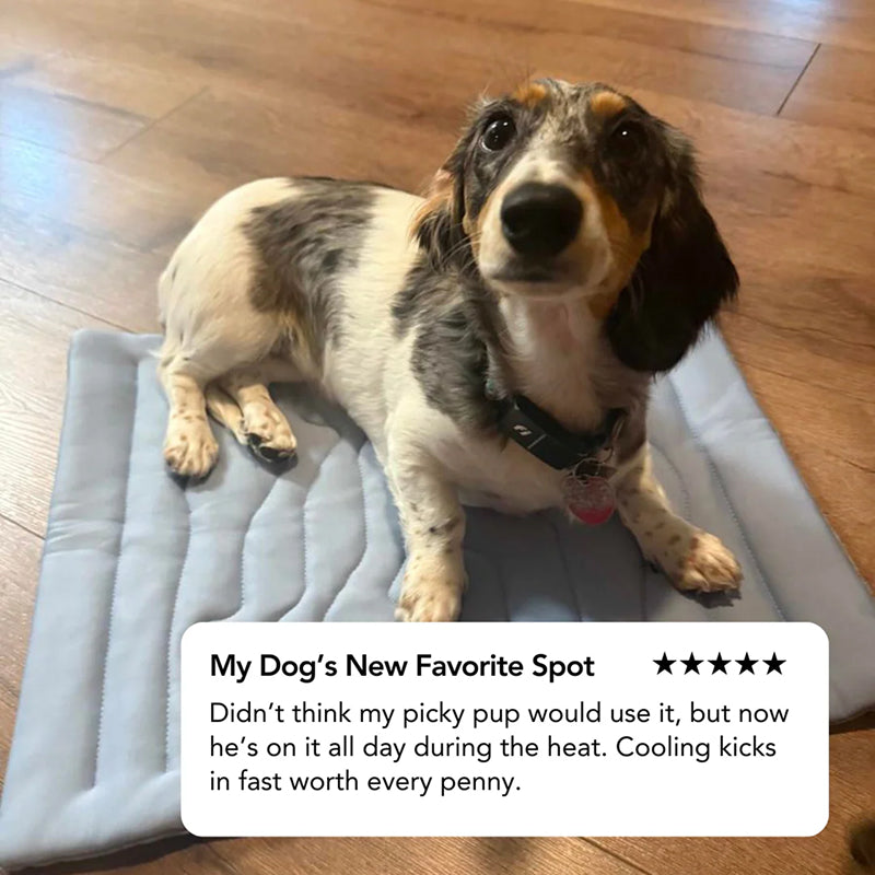 Tapis rafraîchissant pour chiens – Couchage auto-refroidissant sans électricité ni congélateur – Sécurité OEKO-TEX S M L XL | Sulvida