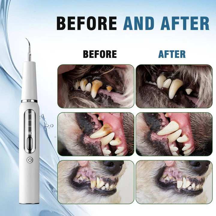 Outil ultrasonique de nettoyage des dents pour chiens, soin des animaux, électrique, 32-40 KHz, lumière LED | Sulvida