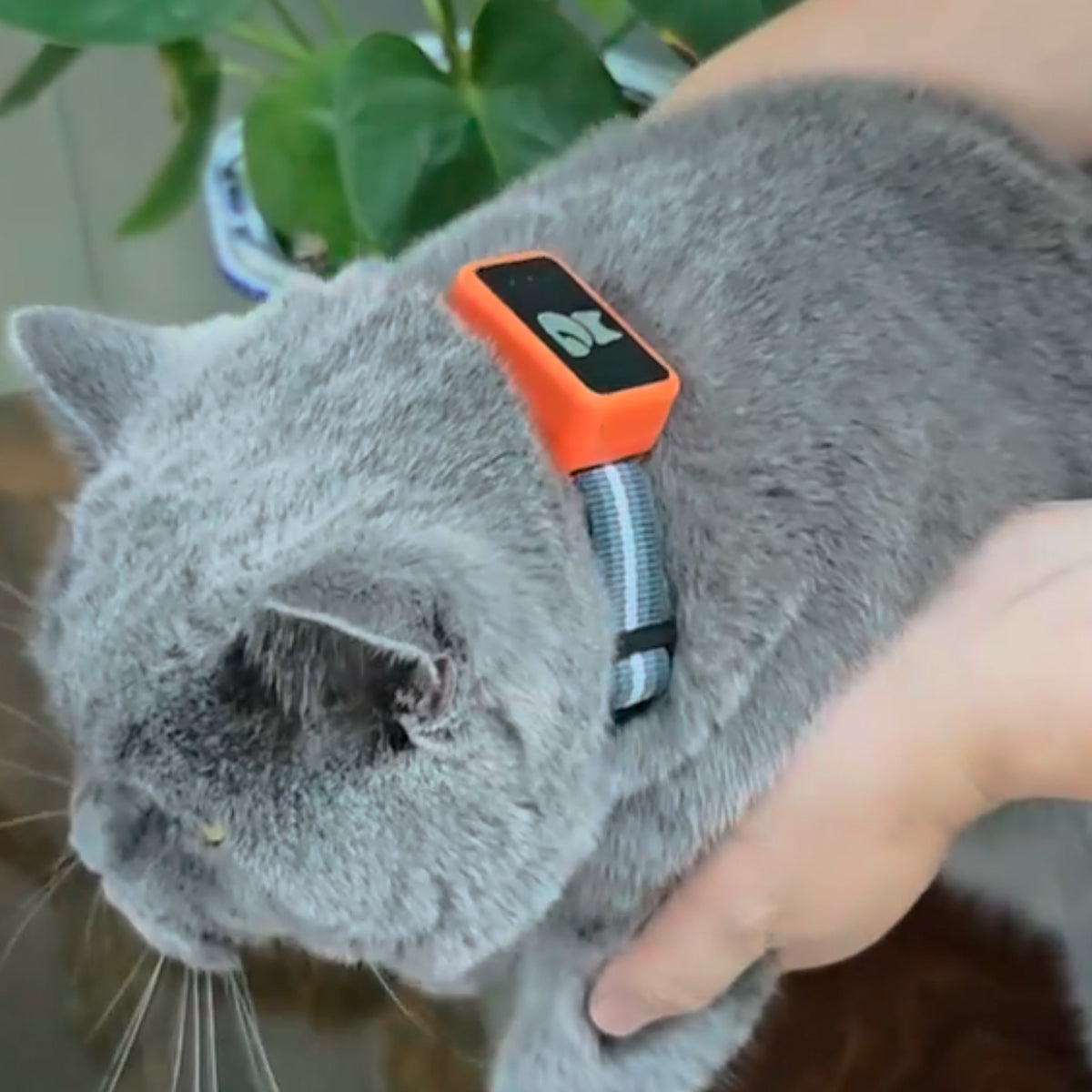 Traceur GPS pour animaux de compagnie avec localisation en temps réel et géorepérage | Appareil compact de 27g pour chat, chien et bagages | Sulvida